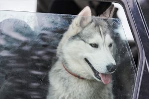 window repair, happy dog afterwards